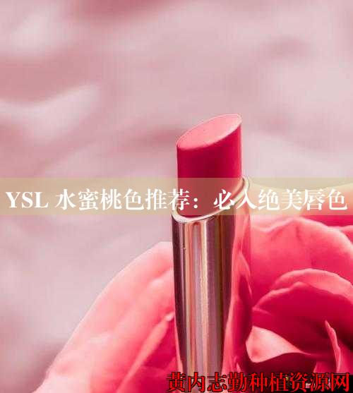 YSL 水蜜桃色推荐：必入绝美唇色