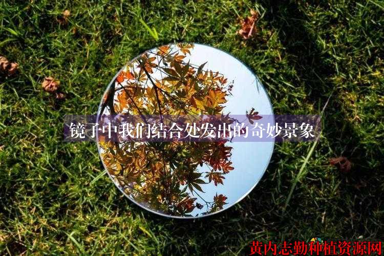 镜子中我们结合处发出的奇妙景象